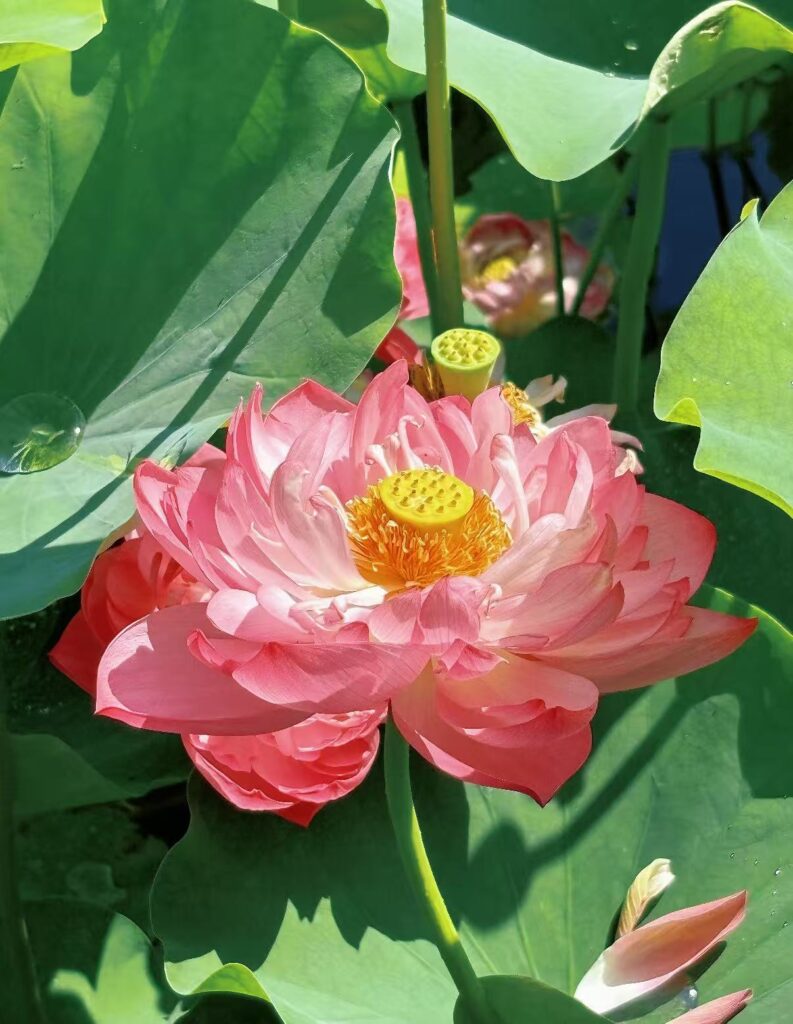The lotus an aquatic plant that grows in the mud yet remains untainted