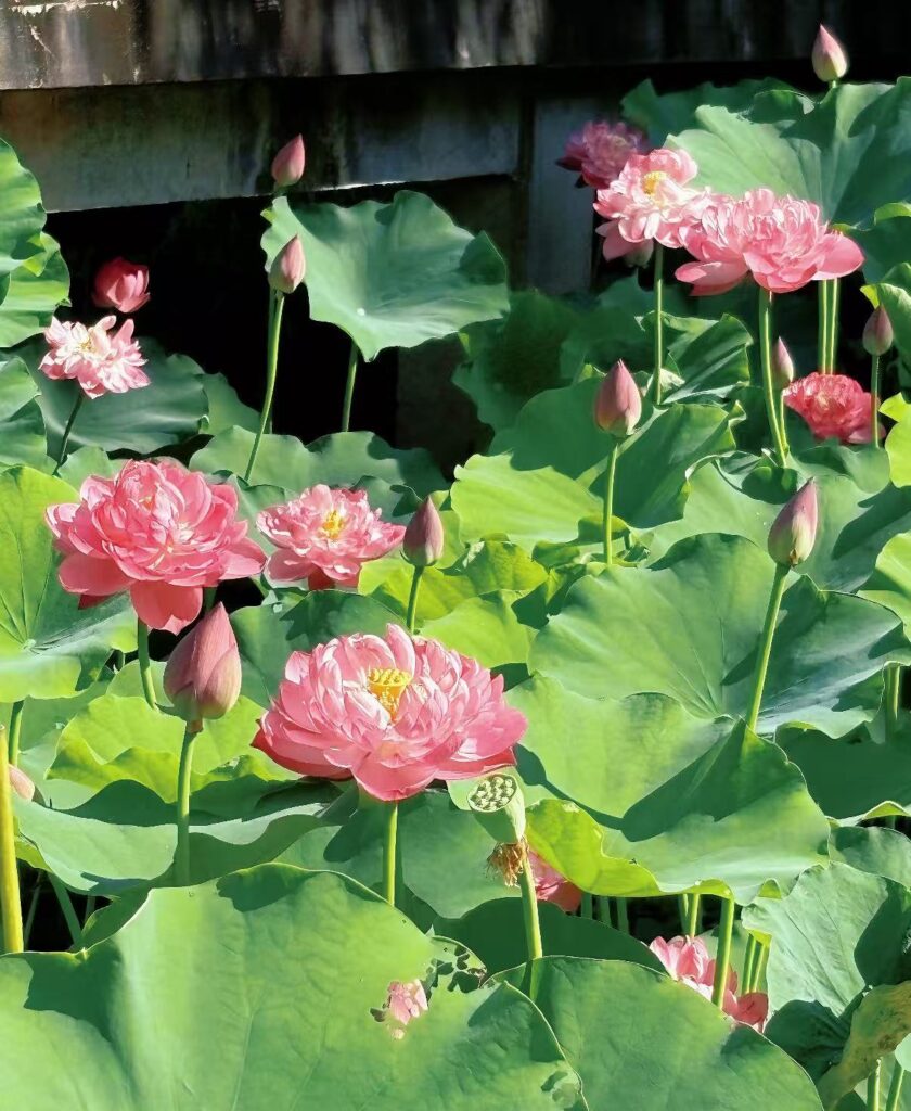 The lotus an aquatic plant that grows in the mud yet remains untainted