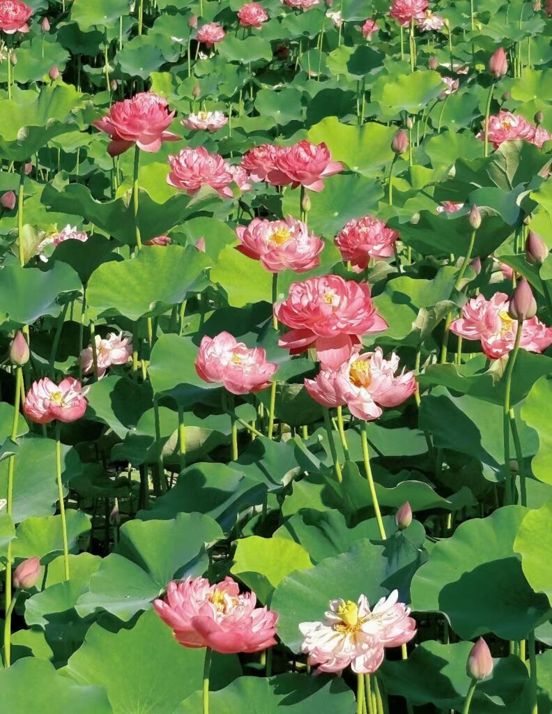 The lotus an aquatic plant that grows in the mud yet remains untainted